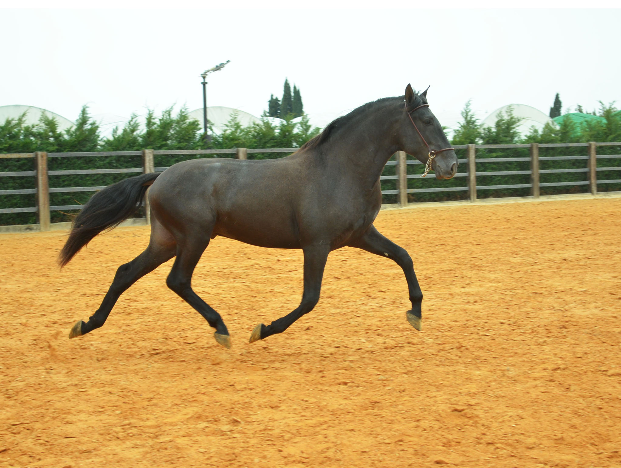 Comprar Caballo